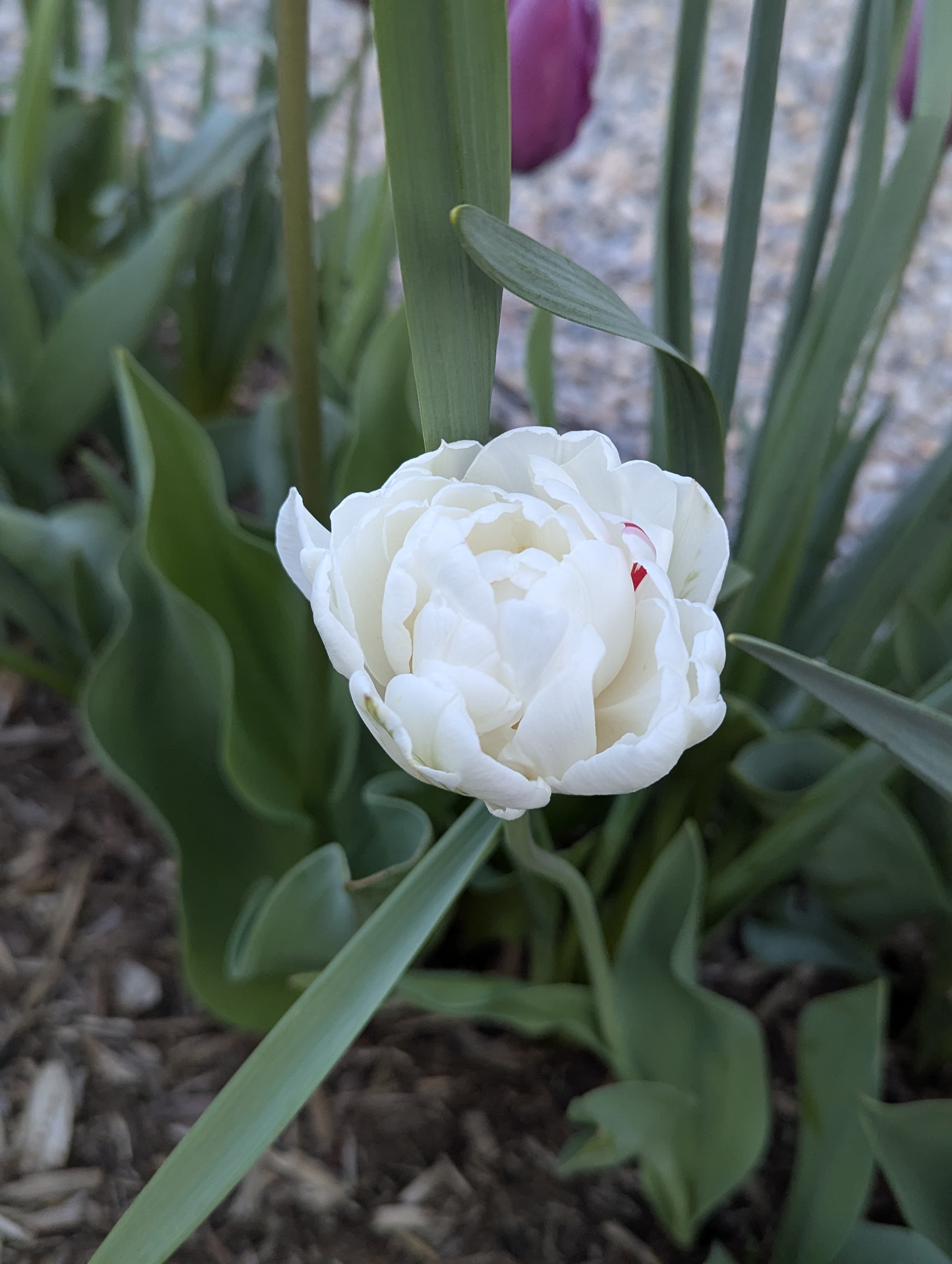 Garden, Flowers, Morrison, Colorado